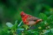 One;Piranga-rubra;Summer-Tanager;Tanager;avifauna;bird;birds;color-image;color-p